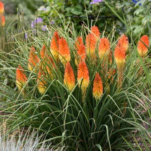 Backdrop Torch Lily Hot Poker Flower Seeds Perennial Seed US SELLER – Heirloom, Non-GMO, High Germination Organic Garden Seeds