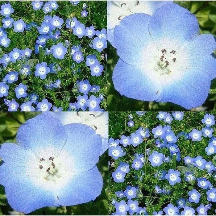 BABY BLUE EYES SEEDS ---- GROUNDCOVER -- WILDFLOWER --- DROUGHT TOLERANT – Heirloom, Non-GMO, High Germination Organic Garden Seeds