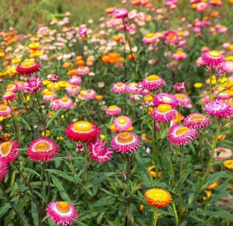 Dwarf Strawflower Mix Color - Seeds - Annual Plant for Home Garden heirloom non-gmo seeds