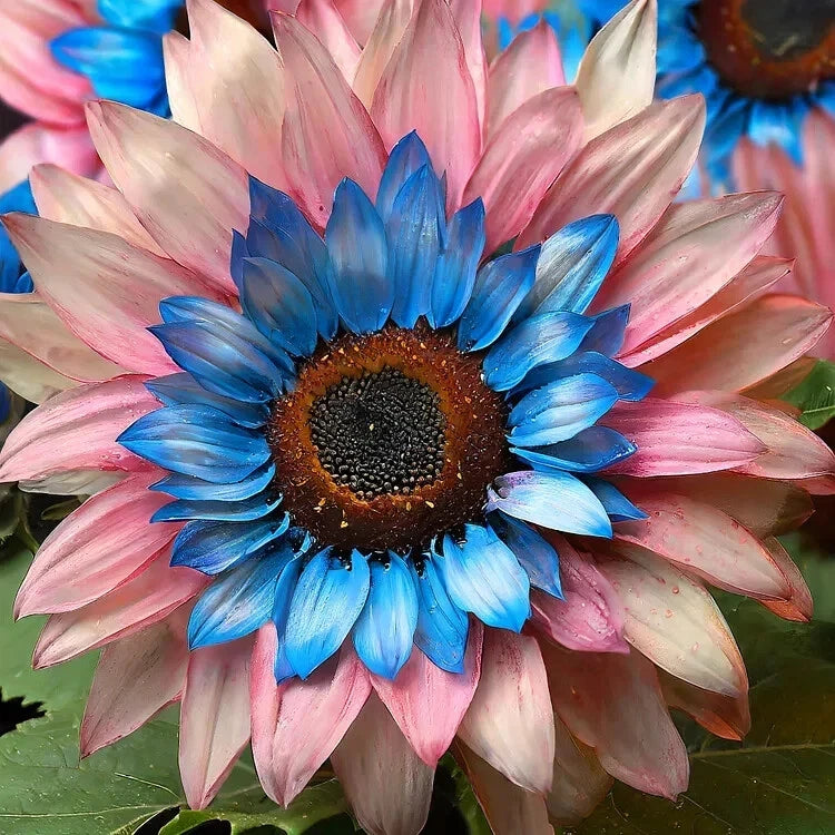 PCS Double Flowered Sunflower Blue Pink Miracle Seeds – Heirloom, Non-GMO, High Germination Organic Garden Seeds