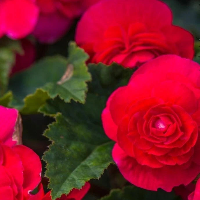 Royal Luxe Begonia Seeds or Seeds Flower Flower Seeds heirloom non-gmo seeds