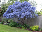 Creeping Mountain Lilac Seeds Tree Flowers Perennial Flower US SELLER heirloom non-gmo seeds