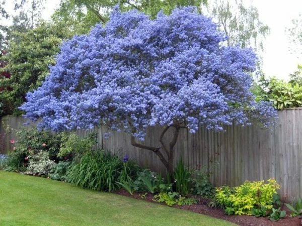 Creeping Mountain Lilac Seeds Tree Flowers Perennial Flower US SELLER heirloom non-gmo seeds