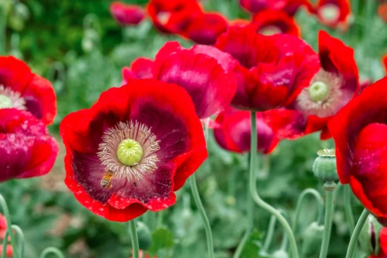 Red Poppy flower seeds FLORIDA GROWN Papaver sp. heirloom non-GMO seeds