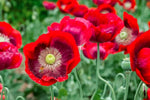 Red Poppy flower seeds FLORIDA GROWN Papaver sp. heirloom non-GMO seeds