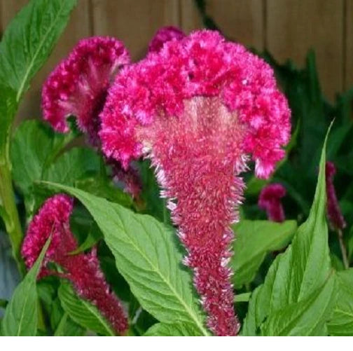 Celosia Cristata Cockscomb Crested Vivid Fuchsia Purple Flower Seeds – Heirloom, Non-GMO, High Germination Organic Garden Seeds