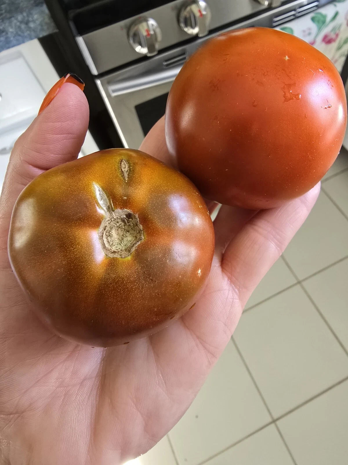 Brown Sugar Tomato Seeds Seeds Shipping – Heirloom, Non-GMO, High Germination Organic Garden Seeds