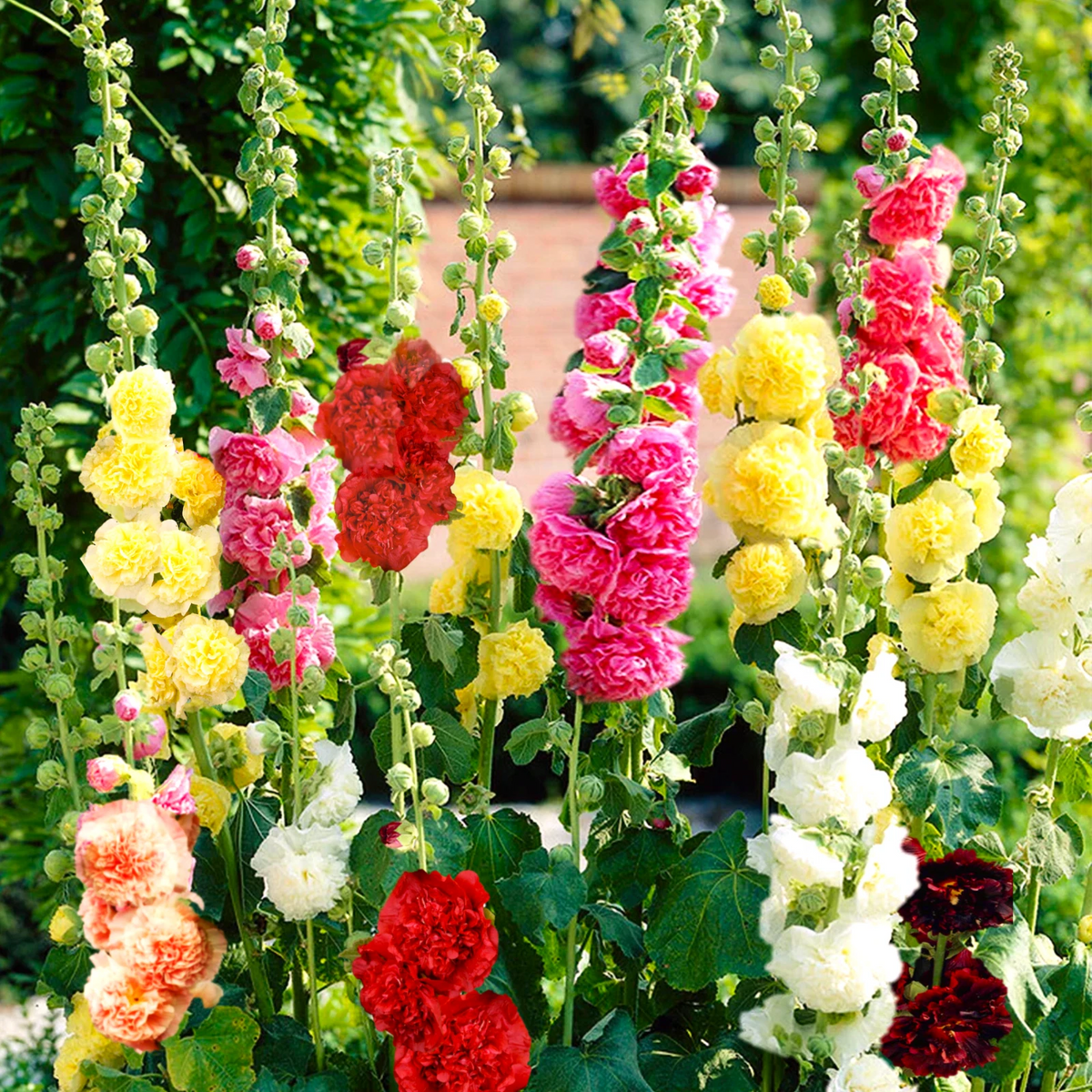 Chater s Double Mix Hollyhock Seeds Double Peony Hollyhock Flower Seed Paeonia sp. heirloom non-GMO seeds