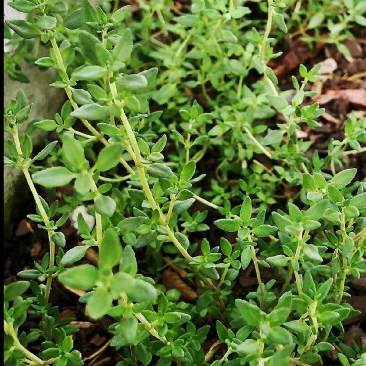 Common Thyme Seeds Herb Gardening Seed – Heirloom, Non-GMO, High Germination Organic Garden Seeds