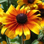 Black Eyed Susan Rudbeckia MARMALADE Dwarf Perennial Seeds heirloom non-gmo seeds