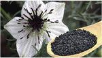 Black Cumin Seeds Nigella sativa CULINARY HERB FL GROWN heirloom non-gmo seeds