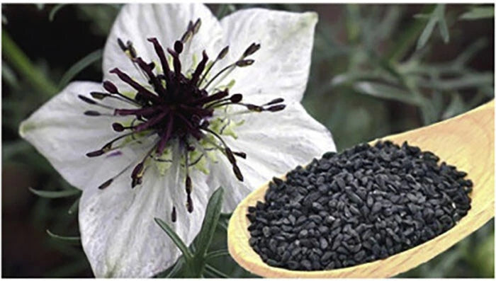 Black Cumin Seeds Nigella sativa CULINARY HERB FL GROWN heirloom non-gmo seeds