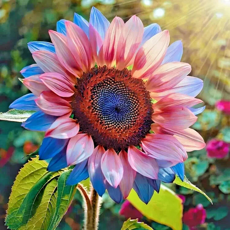Rare Twin-Blossom Blue Over Pink Sunflower Seeds - Unique Variety – Heirloom, Non-GMO, High Germination Organic Garden Seeds