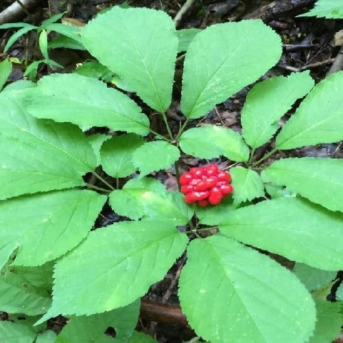 Stratified Panax Quinquefolius American Ginseng Seeds For heirloom non-gmo seeds