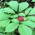 Stratified Panax Quinquefolius American Ginseng Seeds For heirloom non-gmo seeds