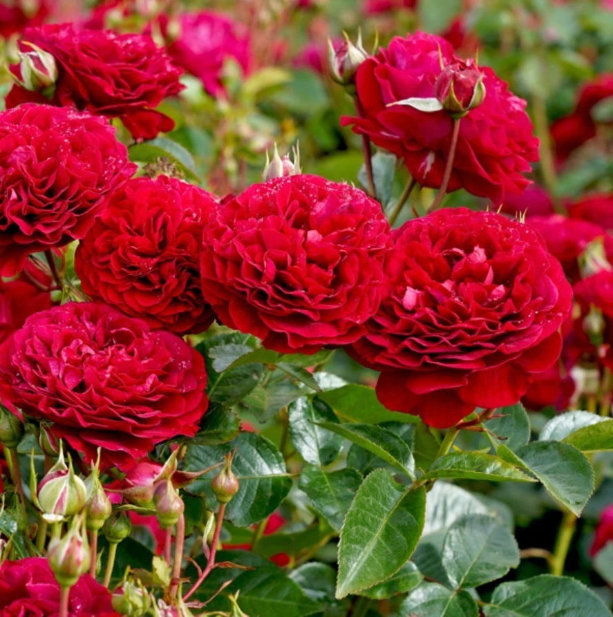 Red Cityscape Bordeaux Rose Seeds - Seeds - Rose Flower Gardening – Heirloom, Non-GMO, High Germination Organic Garden Seeds