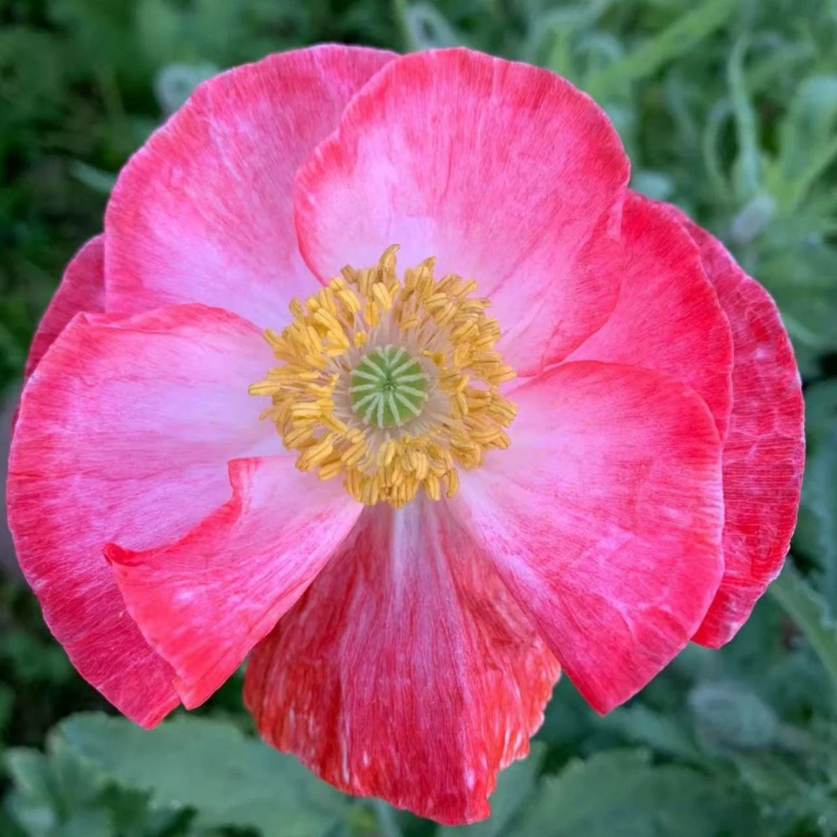 Pink & White Shirley Poppy Seeds Papaver rhoeas Garden Flower Zones Papaver sp. heirloom non-gmo seeds