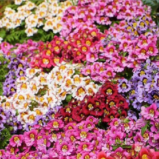 Butterfly Flower ANGEL WINGS Schizanthus Mix Poor Man s Orchid Seeds heirloom non-GMO seeds