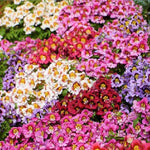 Butterfly Flower ANGEL WINGS Schizanthus Mix Poor Man s Orchid Seeds heirloom non-GMO seeds