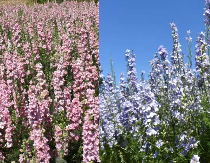 Rocket Larkspur Delphinium PASTEL MIX Blue Pink Pollinators Seeds heirloom non-gmo seeds