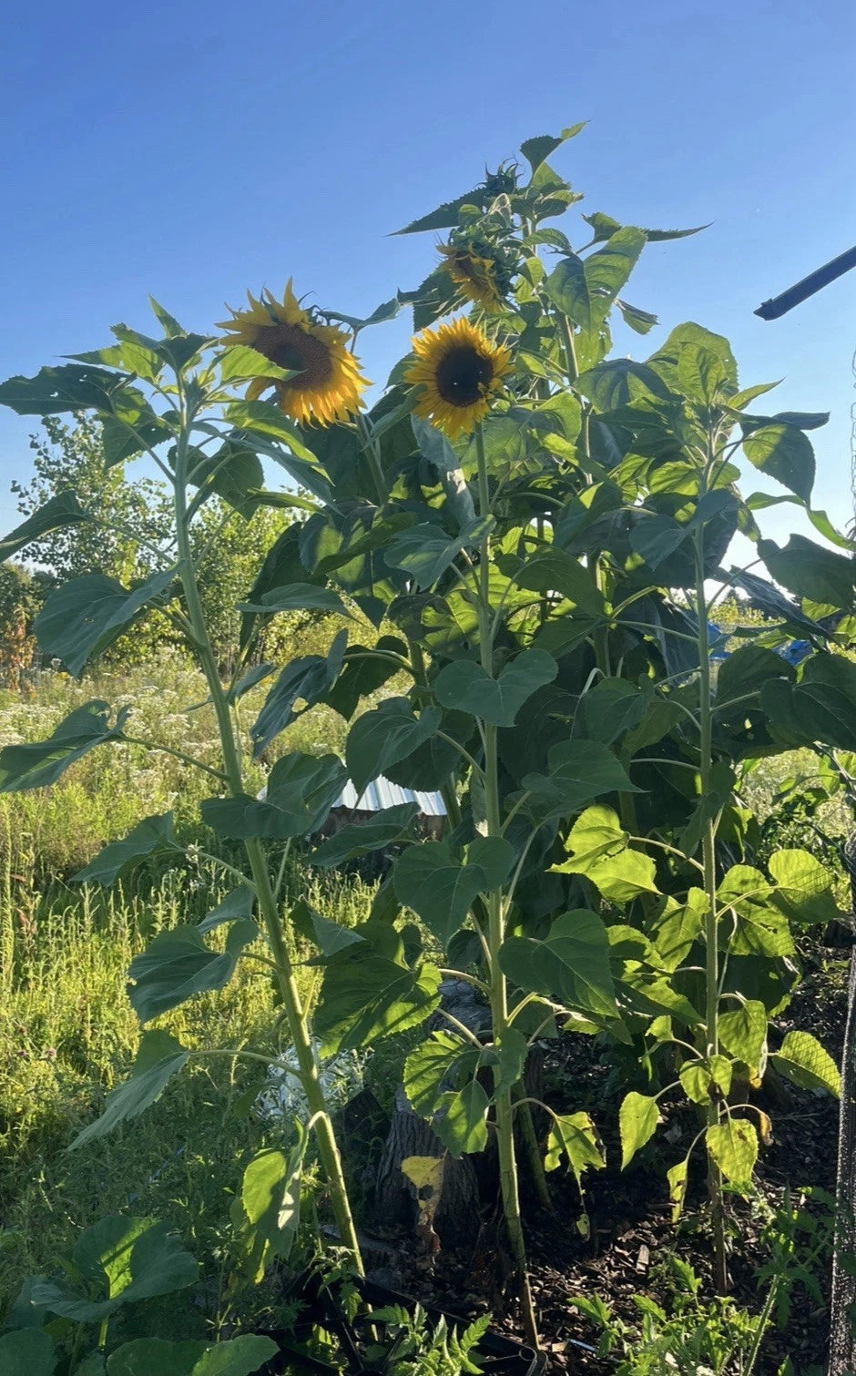 Mammoth Sunflower Seeds MASSIVE FLOWERS Local No Spray Family Farm SHIPPING – Heirloom, Non-GMO, High Germination Organic Garden Seeds