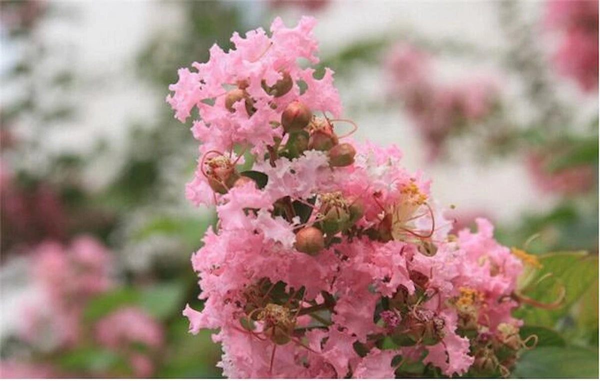 CRAPE CREPE MYRTLE SEEDS Garden Plant Flower Bloom seller shipping – Heirloom, Non-GMO, High Germination Organic Garden Seeds