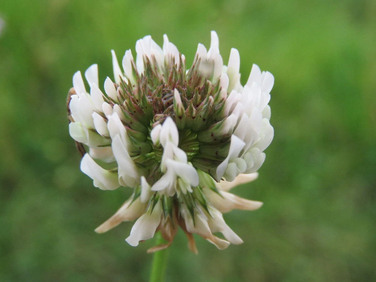 Dutch White Clover Cover Seeds – Heirloom, Non-GMO, High Germination Organic Garden Seeds