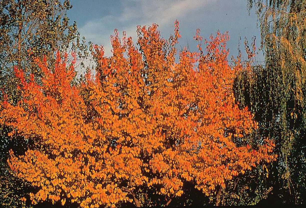 Apricot Prunus armeniaca Tree Seeds – Heirloom, Non-GMO, High Germination Organic Garden Seeds