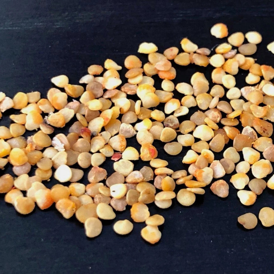 Ashwagandha SEEDS Seeds Withania Somnifera Indian Ginseng Ayurvedic Herb Seeds – Heirloom, Non-GMO, High Germination Organic Garden Seeds