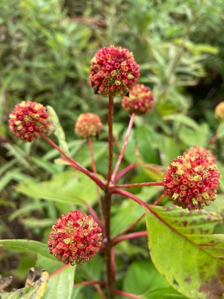 Buttonbush Seeds Cephalanthus occidentalis shipping – Heirloom, Non-GMO, High Germination Organic Garden Seeds