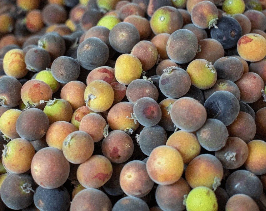 Gooseberry Dovyalis hebecarpa Ketembilla Ceylon-Barbed Berry Cranberr Seeds heirloom non-gmo seeds