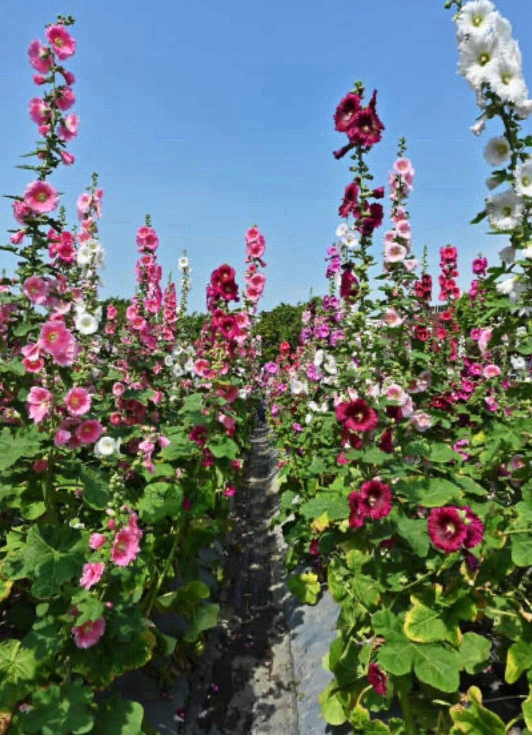 -Indian Spring Hollyhock Flower Seeds Mix Color – Heirloom, Non-GMO, High Germination Organic Garden Seeds