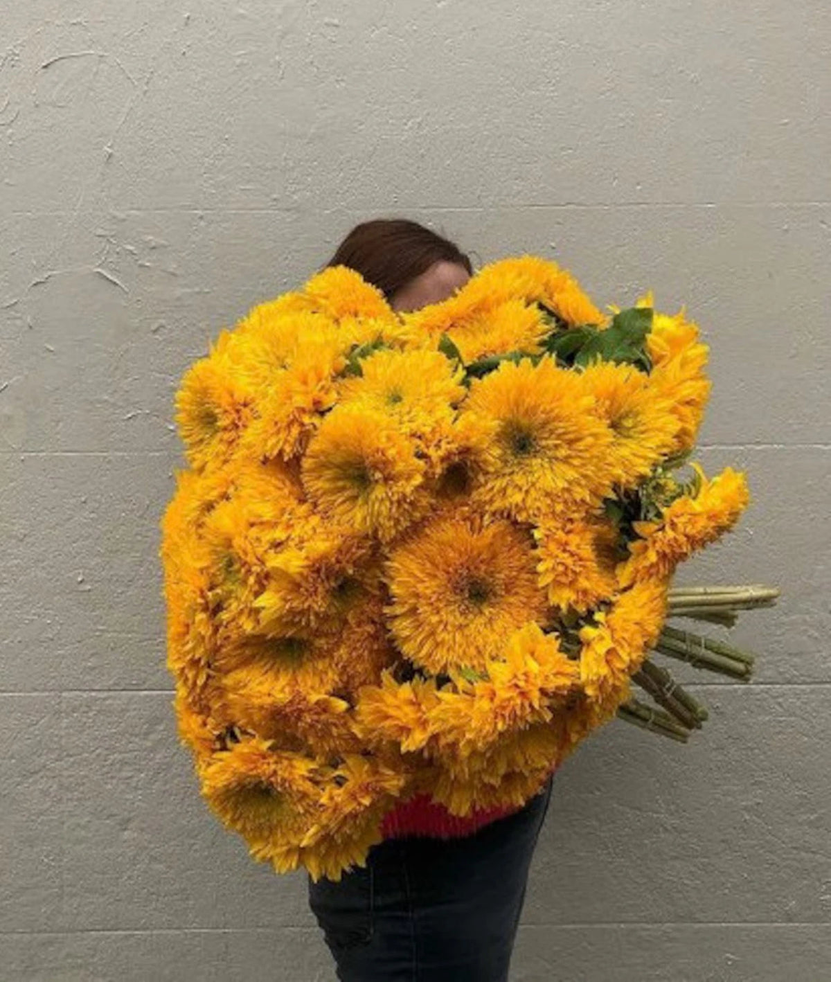 GIANT TEDDY BEAR SUNFLOWER SEEDS - FEET TALL -- BEE S HUMMINGBIRD -- RARE Helianthus annuus heirloom non-gmo seeds