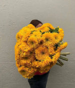 GIANT TEDDY BEAR SUNFLOWER SEEDS - FEET TALL -- BEE S HUMMINGBIRD -- RARE Helianthus annuus heirloom non-gmo seeds