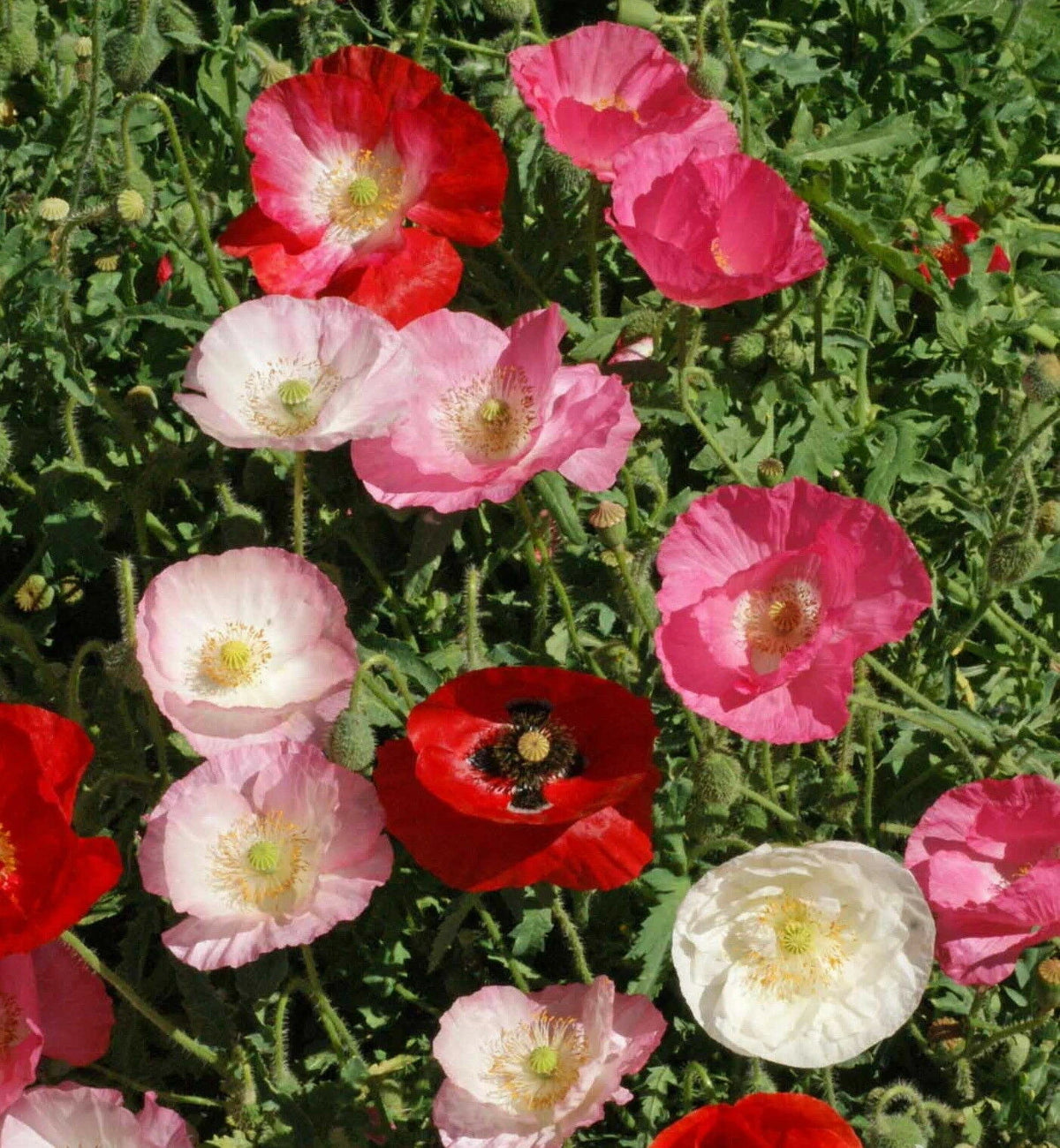 Papaver Corn Poppy Flower Seeds rhoeas Single Mixed to SEEDS Papaver sp. heirloom non-gmo seeds