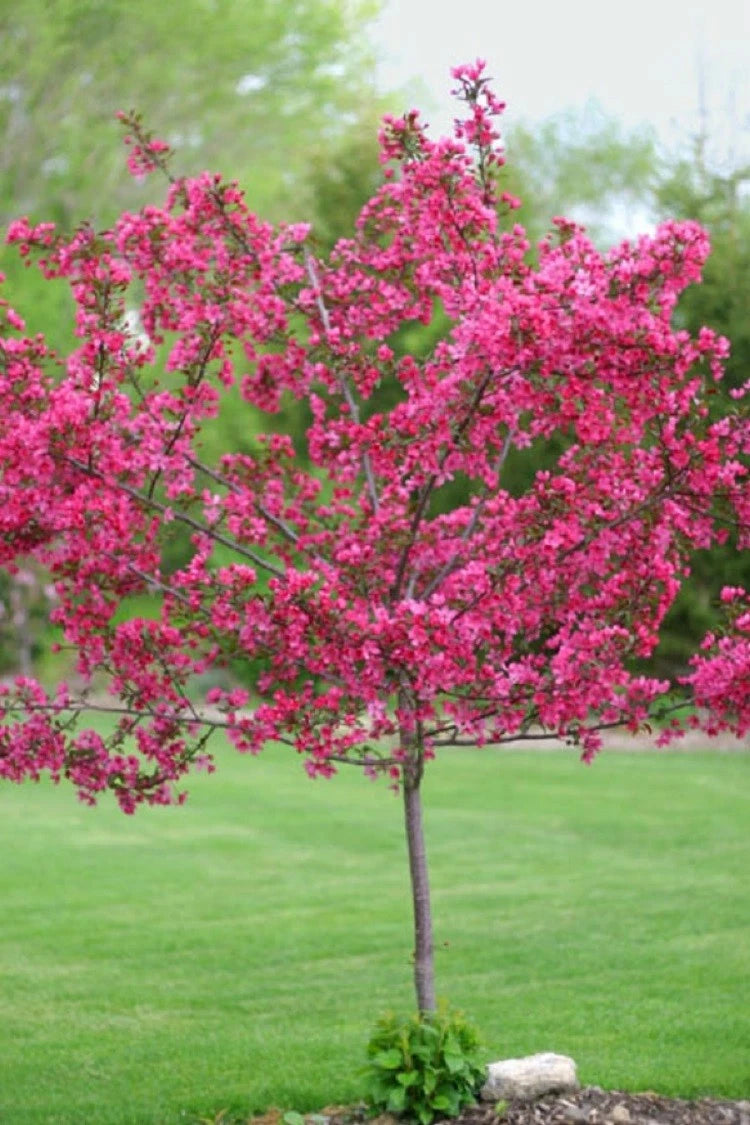 Dwarf Pink Dogwood Seeds Tree Cornus Florida Fubra Flowering Hardy Fall – Heirloom, Non-GMO, High Germination Organic Garden Seeds