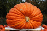Big Max Pumpkin Seeds - GIANT - PRIZE WINNING heirloom non-gmo seeds