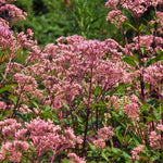 Joe Pye Weed Spotted Seeds Native Perennial Wildflower Seed for Gardens Various Wildflower Species heirloom non-gmo seeds