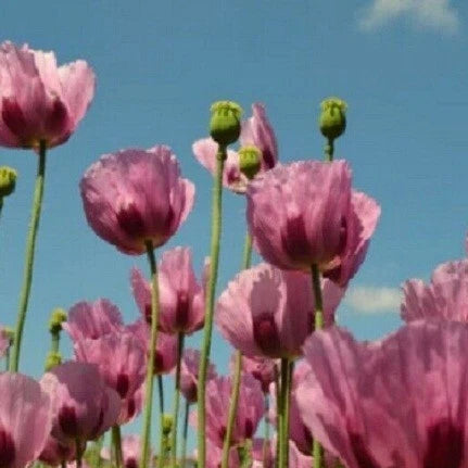 Turkish Poppy Seeds For Planting Papavr Somnferum Seeds Papaver sp. heirloom non-gmo seeds