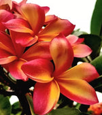 Bright Orange Pink Plumeria Seeds Perennial Flowers Seed Frangipani US SELLER – Heirloom, Non-GMO