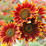 Autumn Beauty Sunflower Seeds Flowers Big Orange Red Yellow Seeds Helianthus annuus heirloom non-gmo seeds