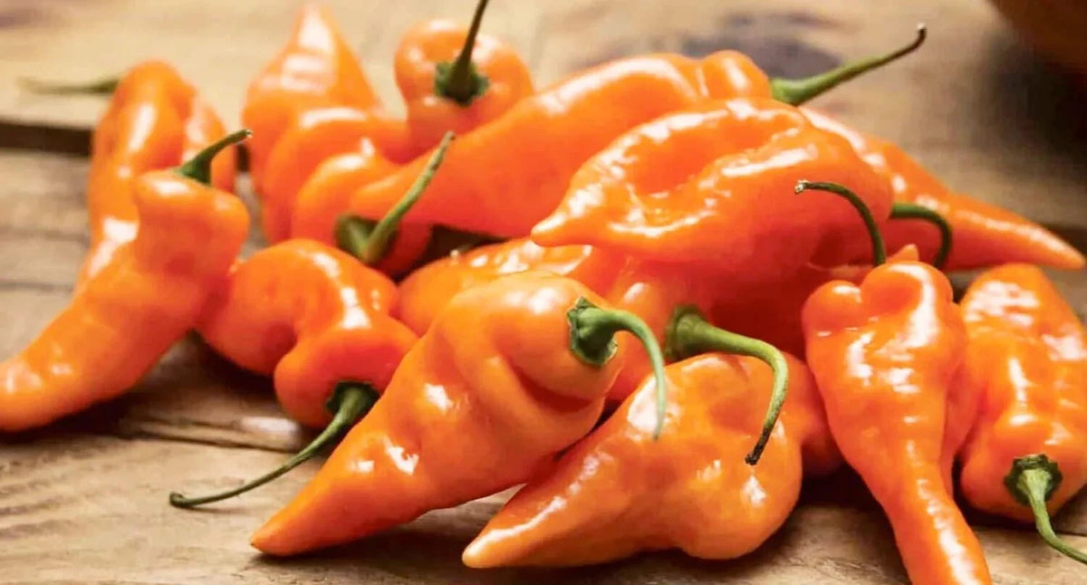 Habanada Pepper Seeds HABANERO FLAVOR W NO HEAT VERY RARE heirloom non-gmo seeds
