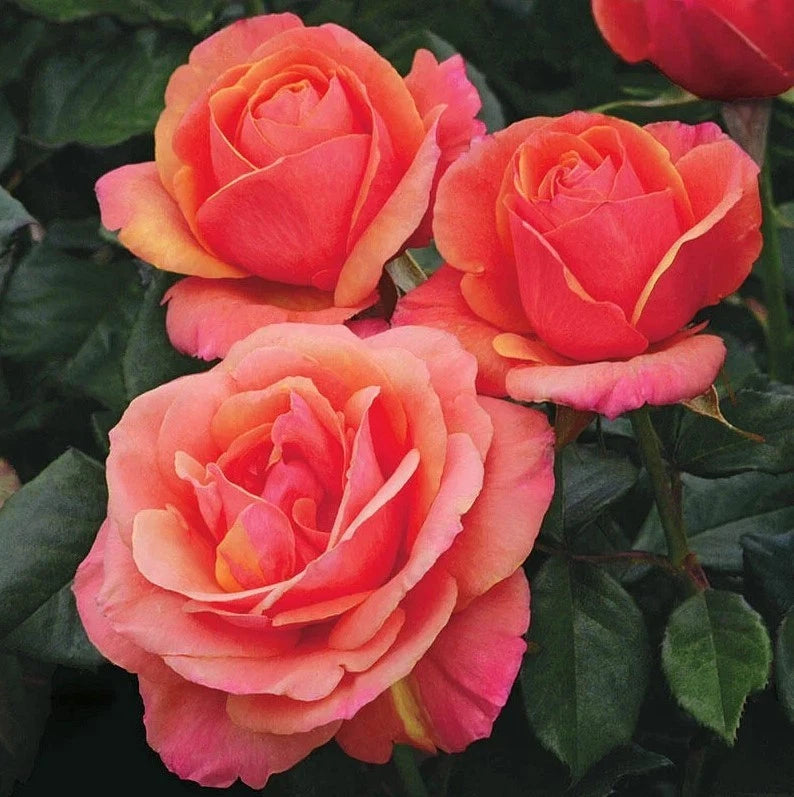 Pink Anna s Promise Grandiflora Rose - Seeds - Rose Flower Gardening heirloom non-GMO seeds
