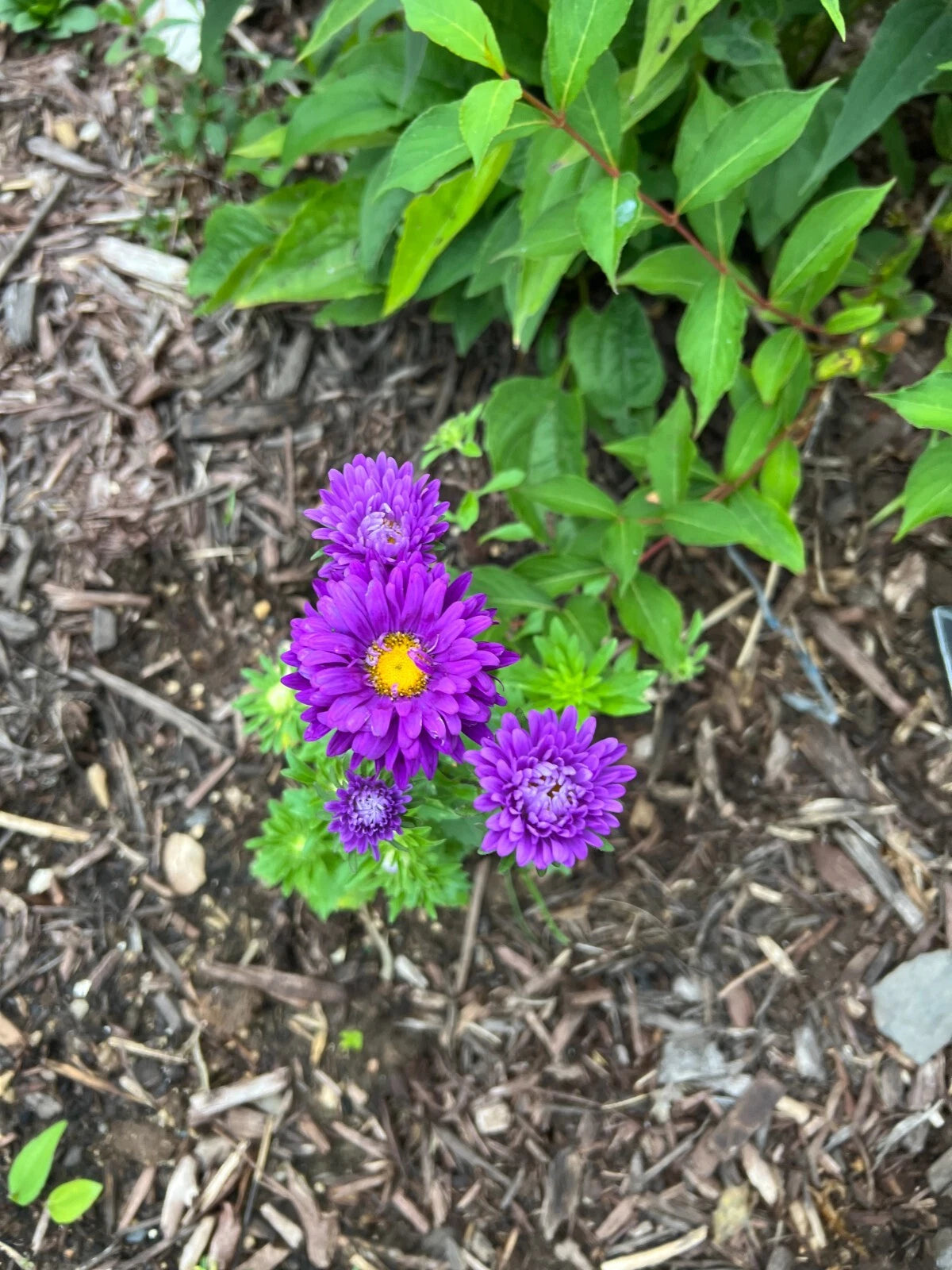 Count Aster Flower Mix - - Shipping heirloom non-gmo seeds