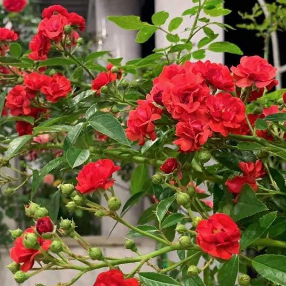Red Fairy Perennial Rose Seeds heirloom non-gmo seeds