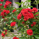 Red Fairy Perennial Rose Seeds heirloom non-gmo seeds