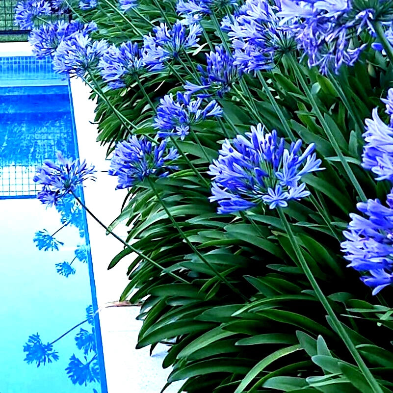 Dwarf Blue Lily of The Nile Flower Seeds Agapanthus Peter Pan House Plant – Heirloom, Non-GMO, High Germination Organic Garden Seeds