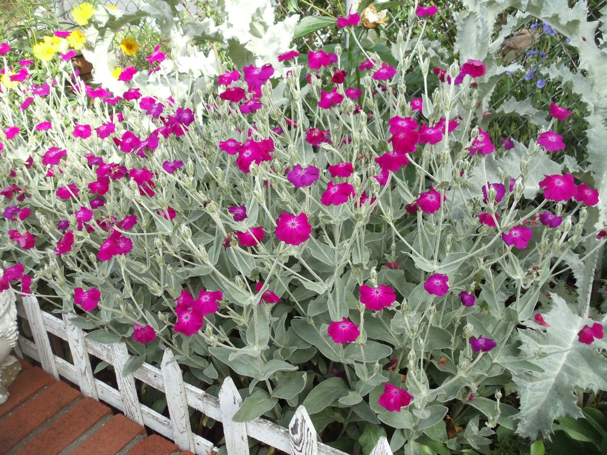 Rose Campion Seeds Perennial Vibrant Deep Color Constant Flowering heirloom non-GMO seeds