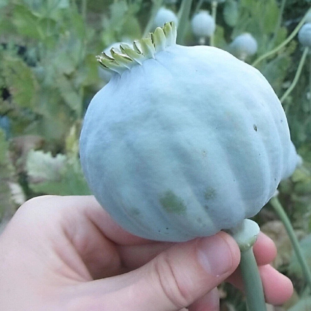 Giganteum Papaever Somniferum Poppy Seeds Grow Huge Flowers & Pods – Heirloom, Non-GMO, High Germination Organic Garden Seeds