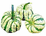 SWEET SQUASH SPRING VEGETABLE TASTY SEEDS PUMPKIN TASTY heirloom non-GMO seeds